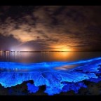 Bioluminescent Lobstering